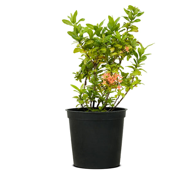 Bougainvilla Climbing Orange 50 cms pots - 01 mtrs height