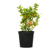 Bougainvilla Climbing Orange 50 cms pots - 01 mtrs height