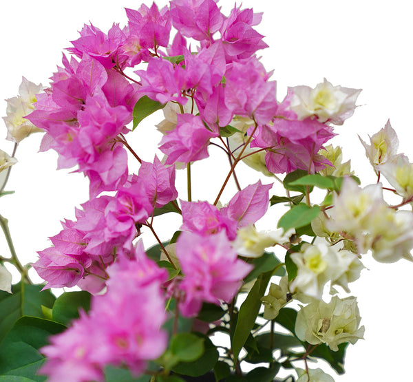 Bougainvilla Mix Color