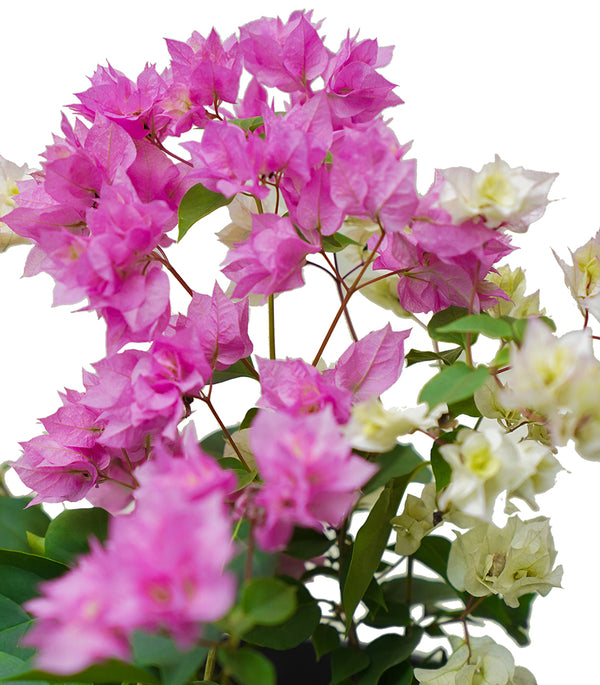 Bougainvilla Mix Color