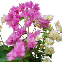 Bougainvilla Mix Color