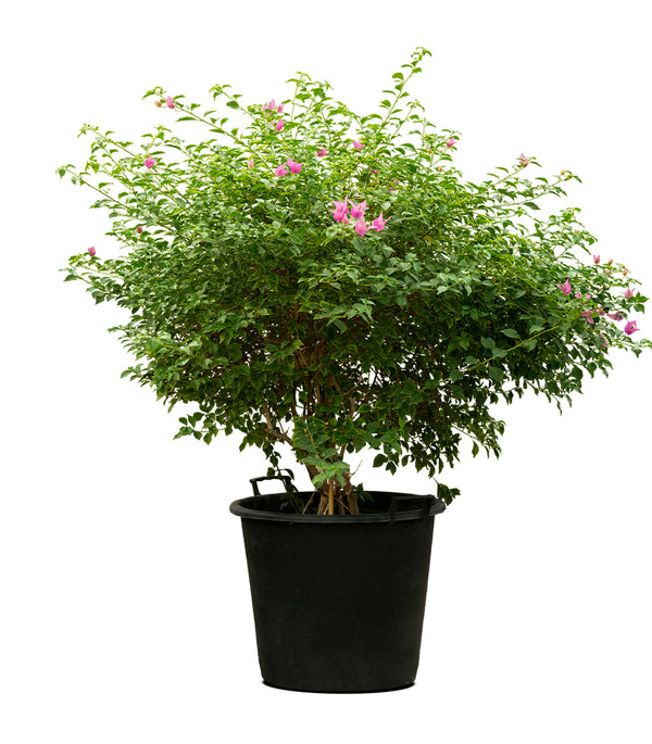 Bougainvillea Sanderiana