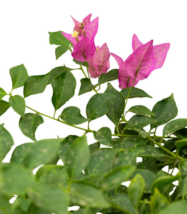 Bougainvillea Sanderiana