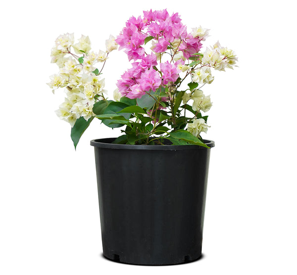 Bougainvilla Mix Color
