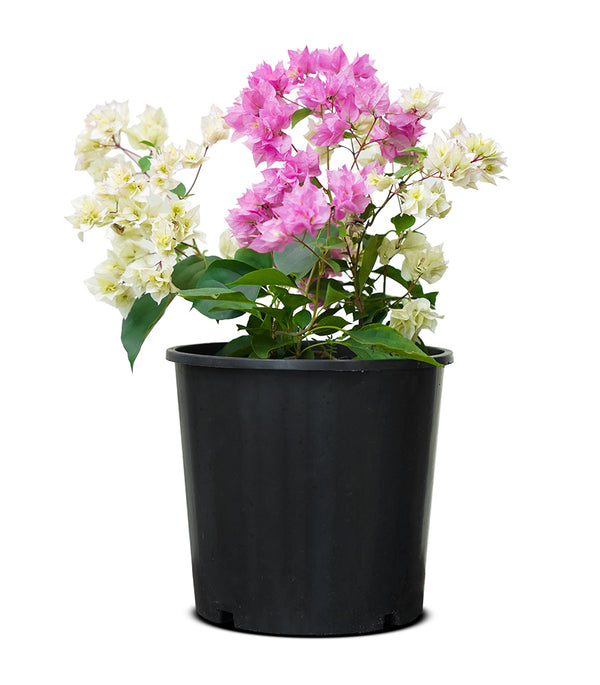 Bougainvilla Mix Color