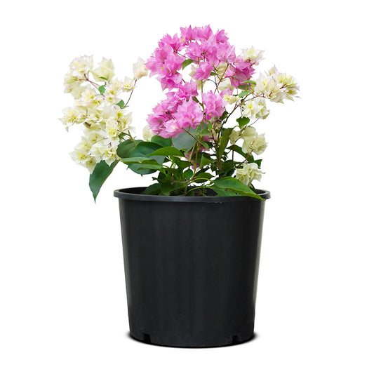 Bougainvilla Mix Color