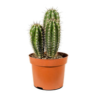 Cactus Mix