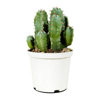 Cactus Mix