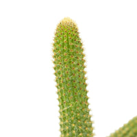 Cactus Mix