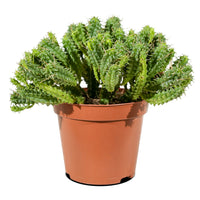 Cactus Mix
