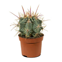 Cactus Mix
