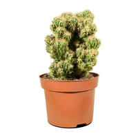 Cactus Mix