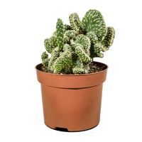 Cactus Mix