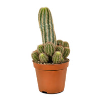 Cactus Mix
