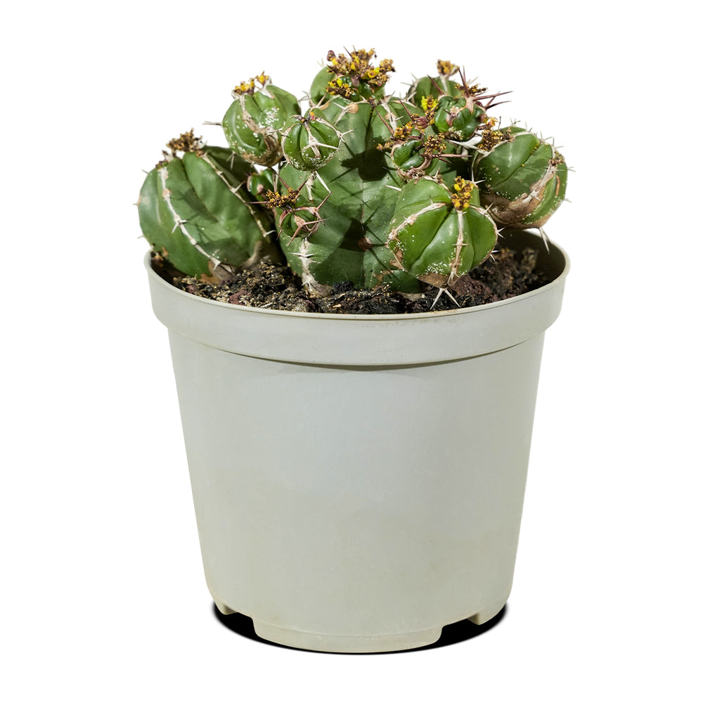 Cactus Mix