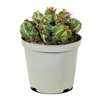 Cactus Mix