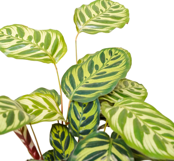 Calathea Makoyana