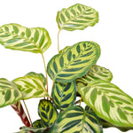 Calathea Makoyana