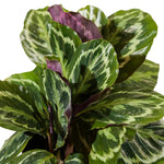 Calathea Roseopicta Medallion