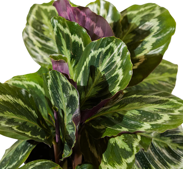 Calathea Roseopicta Medallion