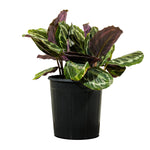 Calathea Roseopicta Medallion