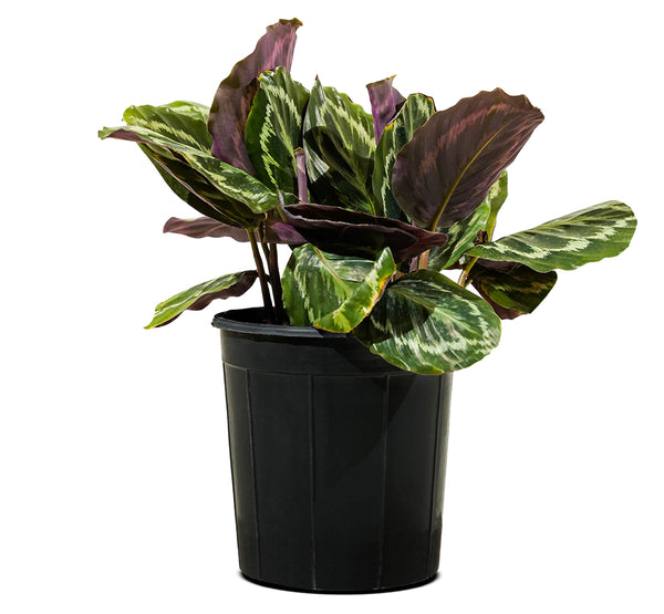 Calathea Roseopicta Medallion