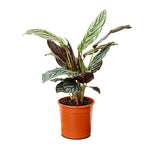 Calathea orbifolia 14 cms pots - 45 cms height