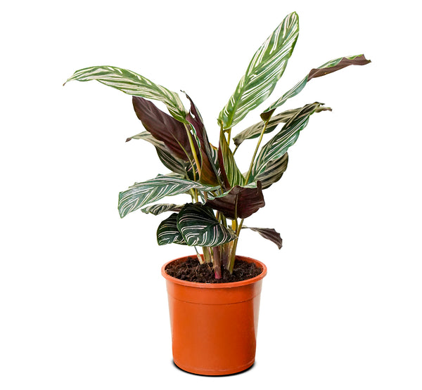 Calathea orbifolia 14 cms pots - 45 cms height