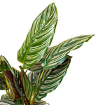 Calathea orbifolia 14 cms pots - 45 cms height
