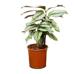 Calathea Whitestar 14 cms pots - 40 cms height
