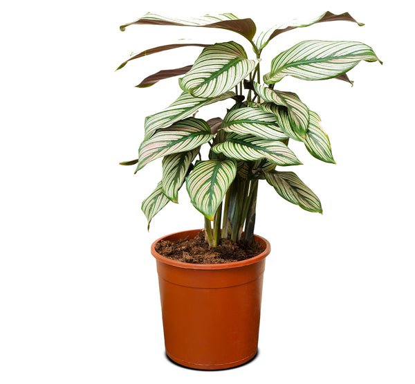Calathea Whitestar 14 cms pots - 40 cms height