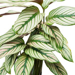 Calathea Whitestar 14 cms pots - 40 cms height