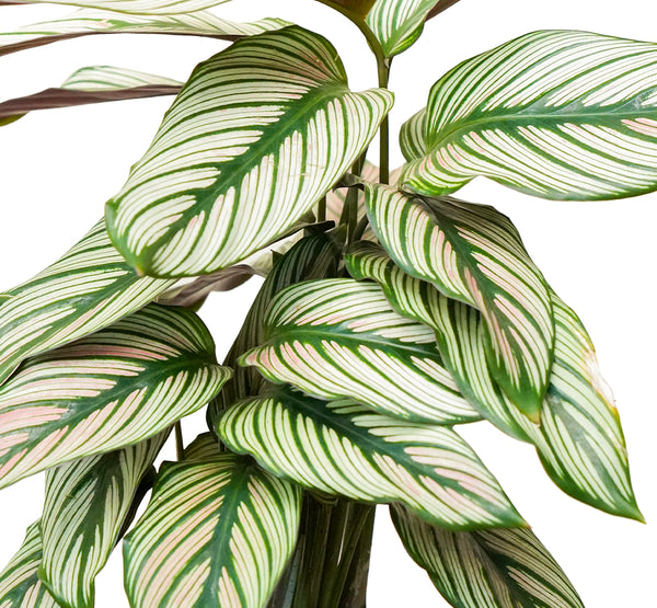 Calathea Whitestar 14 cms pots - 40 cms height