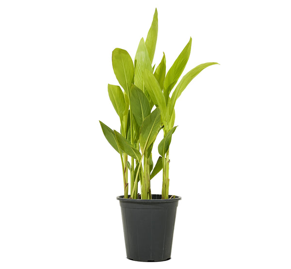 Canna Indica 14 cms pots - 60 cms height