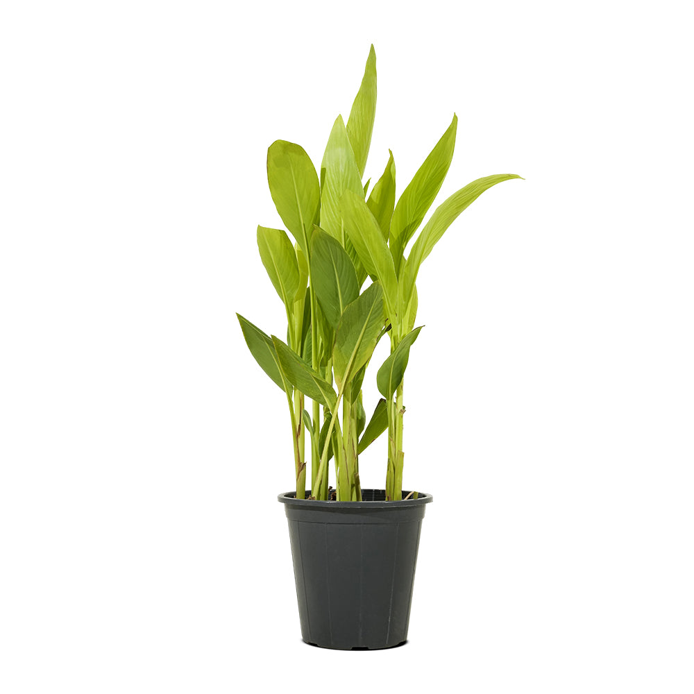Canna Indica
