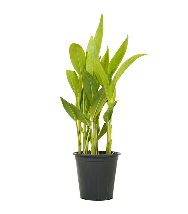 Canna Indica Yellow 18 cms pots - 60 cms height