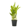 Canna Indica Yellow 18 cms pots - 60 cms height