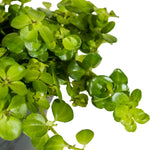 Carissa BWB 14 cms pots - 15cm height