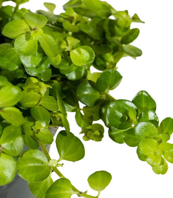 Carissa BWB 14 cms pots - 15cm height