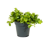 Carissa BWB 14 cms pots - 15cm height