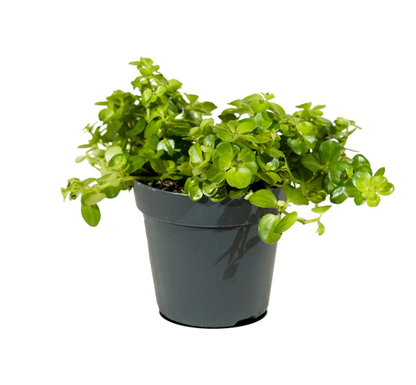 Carissa BWB 18 cms pots - 25 cms height