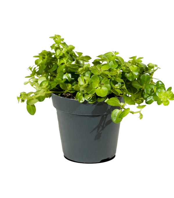 Carissa BWB 14 cms pots - 15cm height