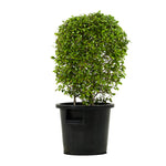 Carmona Ball-45 cms pots - 60 cms height