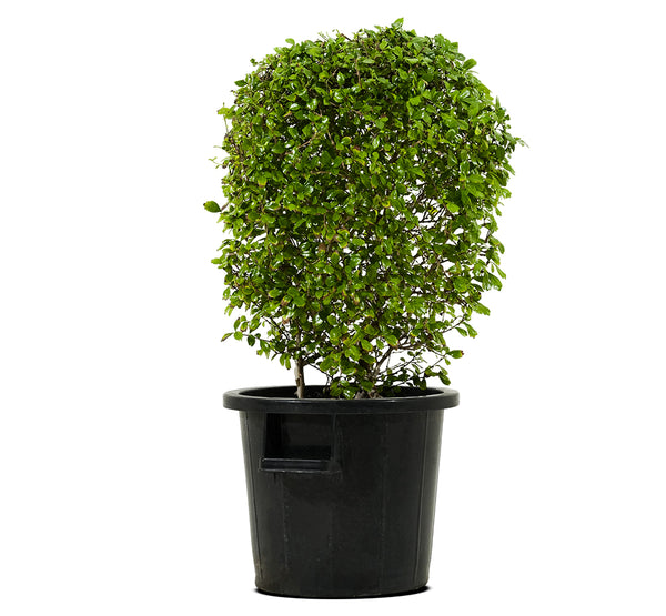 Carmona Ball-45 cms pots - 60 cms height