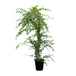 Carmona Shrubs With Stick