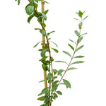 Carmona Shrubs With Stick