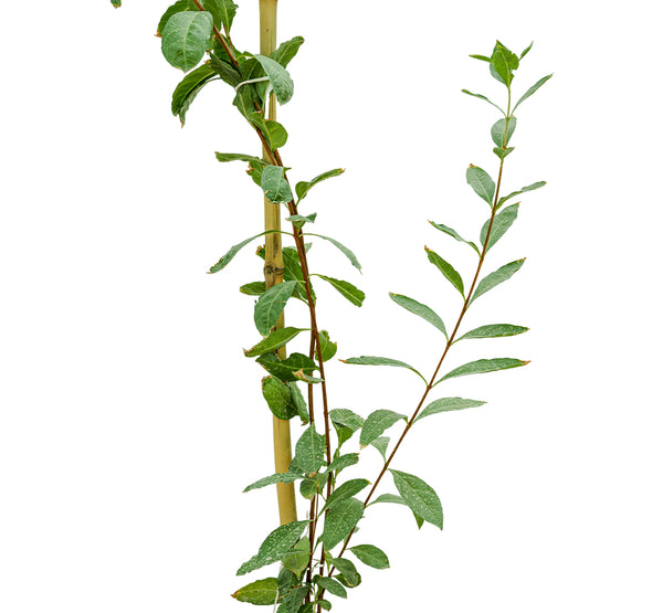 Carmona Shrubs With Stick