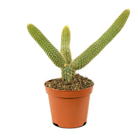 Cactus Mix