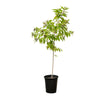 Cestrum Nocturnum