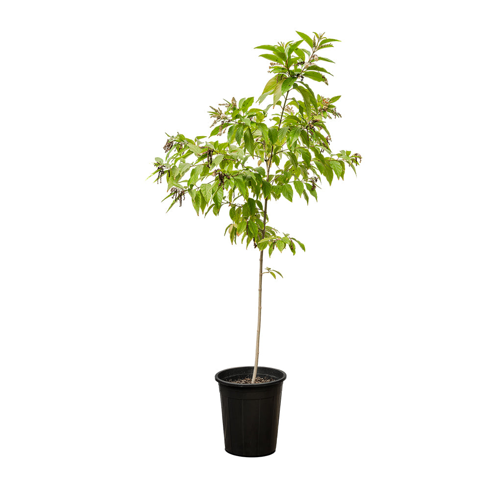 Cestrum Nocturnum